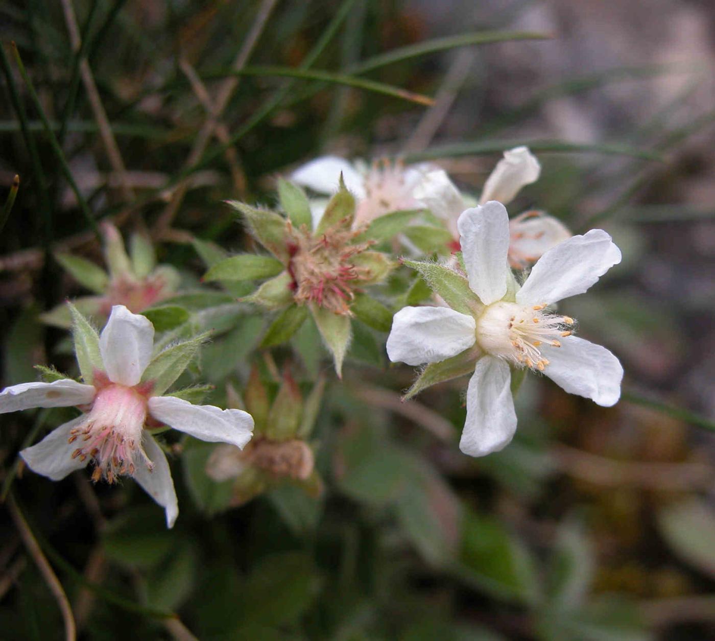 Cinquefoil, Cevenol flower